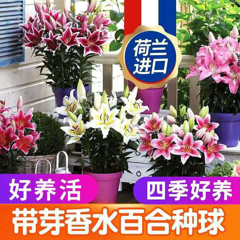 3个重瓣香水百合种球大球盆栽四季花卉植物多年生浓香型好养包邮