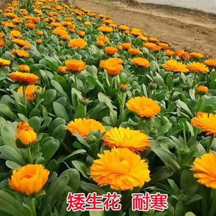 秋冬种多年生室外花种子易种耐寒金盏菊四季易活花籽庭院耐旱花草