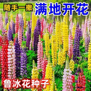 鲁冰花种子耐寒耐热多年生宿根花卉羽扇豆种子易种活