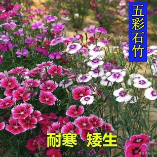 五彩石竹种子四季花种易活混色欧石竹庭院美国石竹草花种籽子花籽