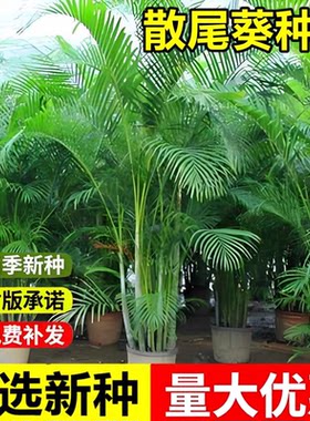 当年新采散尾葵种子黄椰子凤尾葵紫葵喜温暖丛生灌木小乔木树种籽