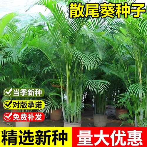 当年新采散尾葵种子黄椰子凤尾葵紫葵喜温暖丛生灌木小乔木树种籽