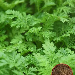 青蒿种子中药材种籽野生春秋播青蒿素艾蒿香蒿黄花蒿种孑蒿子草籽