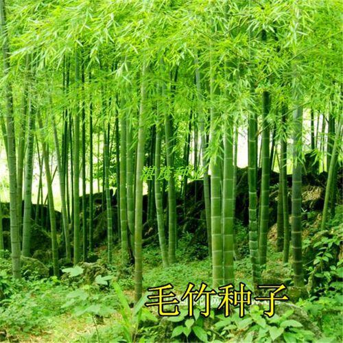 大型毛竹种子 紫竹佛肚竹四季种植竹子种孑 食用竹笋大青竹子种籽 - 封面