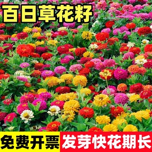 百日草花籽重瓣百日菊花种籽子矮杆室外易活种子庭院阳台盆栽花卉