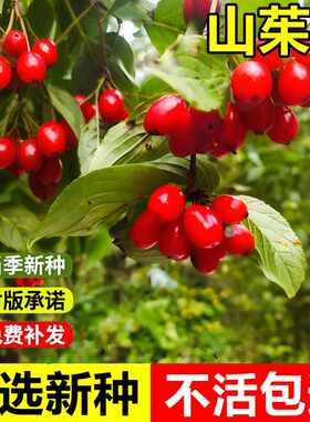当年新采山茱萸种子耐寒绿化