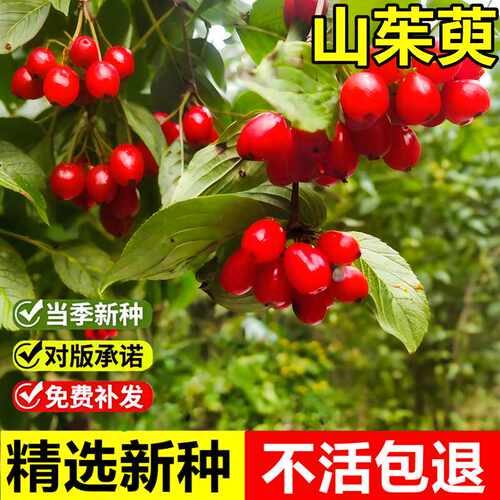当年新采山茱萸种子耐寒绿化