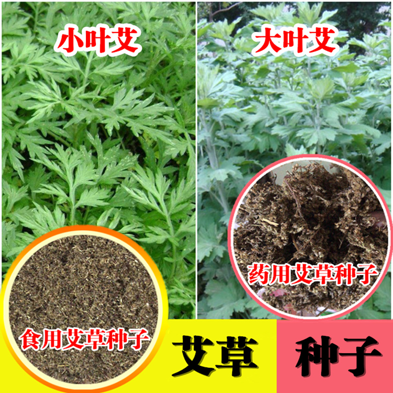 艾草种子艾叶香草四季遏草驱蚊阳台盆栽泡澡食用青团香艾绒籽包邮