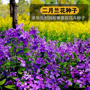 二月兰花种子四季种易活二月兰花籽多年生宿根诸葛菜种子耐阴耐寒