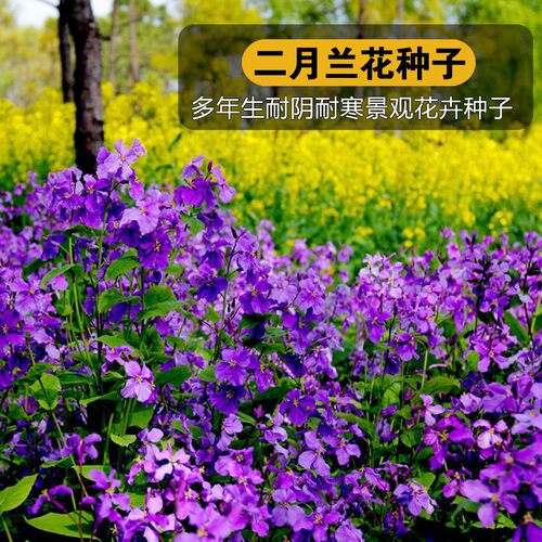 二月兰花种子四季种易活