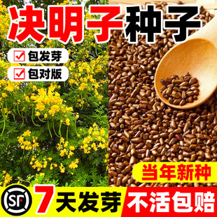 决明子种子护坡固土植物灌木草种籽枣林景观绿化边坡高速公路草籽