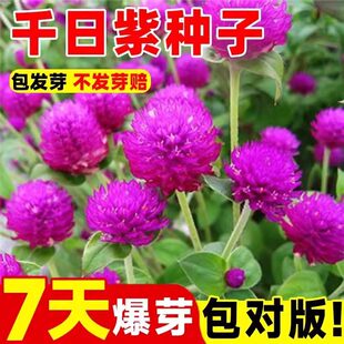 千日红盆栽种子花种花籽花苗百日红四季火球花千日紫粉白观花
