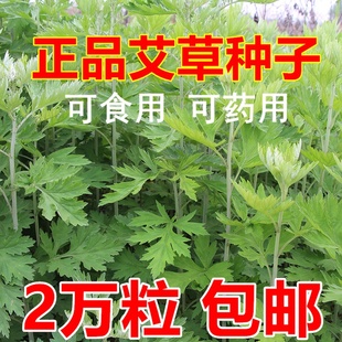 艾草种籽种植食用艾草种子药用野生艾草种孑大叶艾蒿青蒿四季驱蚊