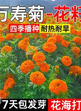 混色易活芙蓉花驱蚊万寿菊种子