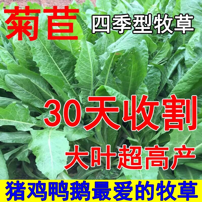 菊苣种籽大叶多年生喂猪菜种子牛羊鱼鸡鸭鹅爱吃的牧草种子兔子草