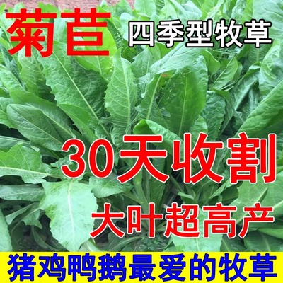 菊苣种籽大叶多年生喂猪菜种子牛羊鱼鸡鸭鹅爱吃的牧草种子兔子草