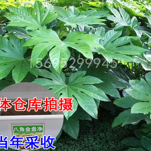 八角金盘种子四季种植当年新种八手金刚攥手树常绿庭院园林绿化