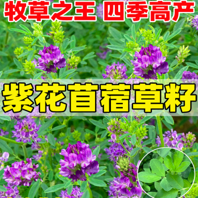 紫花苜蓿草籽种多年生牧草种子