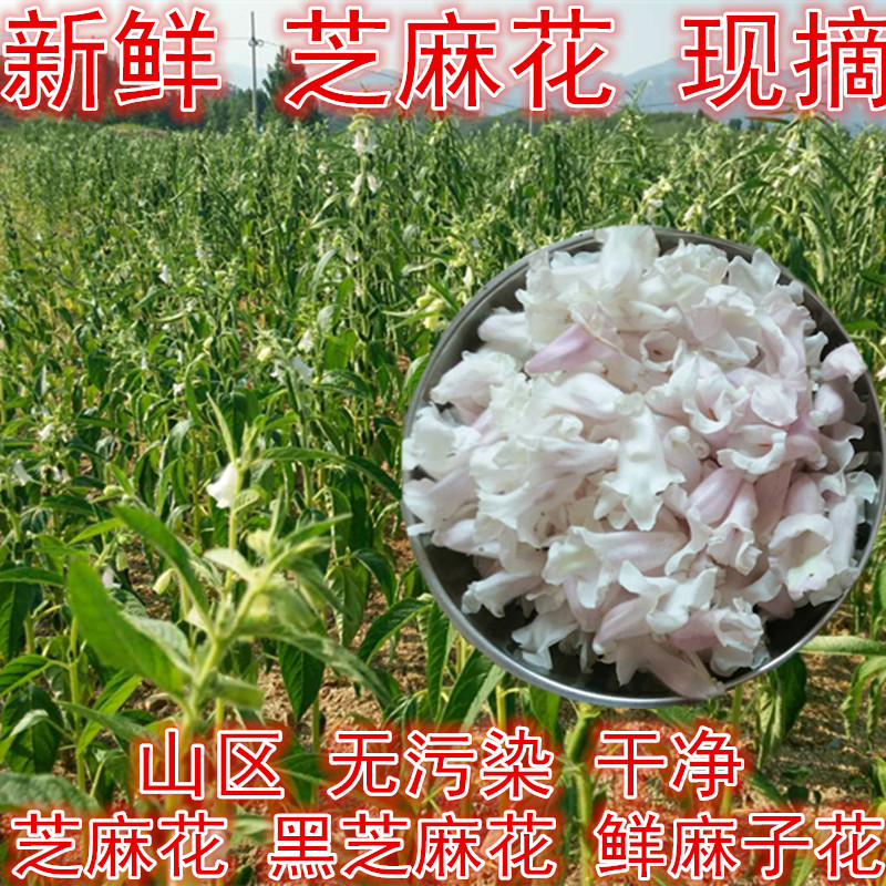 新鲜芝麻花所有5-12月新花