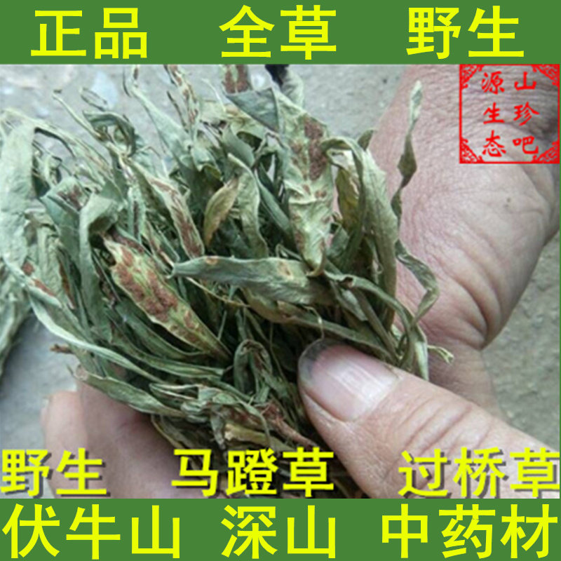 马蹬草中药材过桥草还阳草小石韦宝天曼原始森林野生天然名贵药材