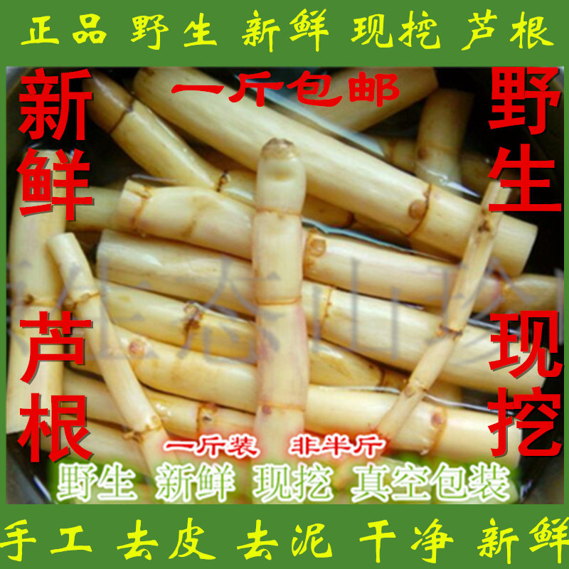 芦根新鲜野生芦苇根芦茅根苇子根芦柴根茅根竹蔗凉茶包邮