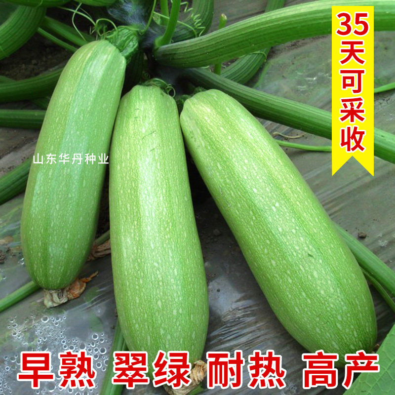 早熟西葫芦种子云南小瓜种籽角瓜茭瓜耐热耐寒抗病速生春秋季高产