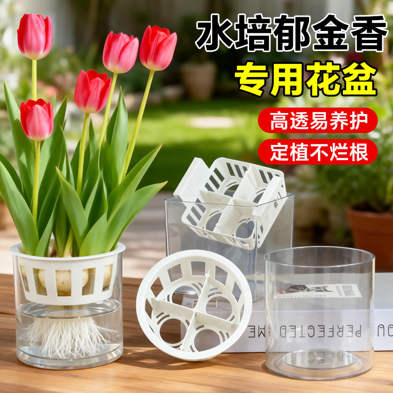 郁金香水培专用定植篮水养种球玻璃器皿方便换水透明亚克力花瓶图片
