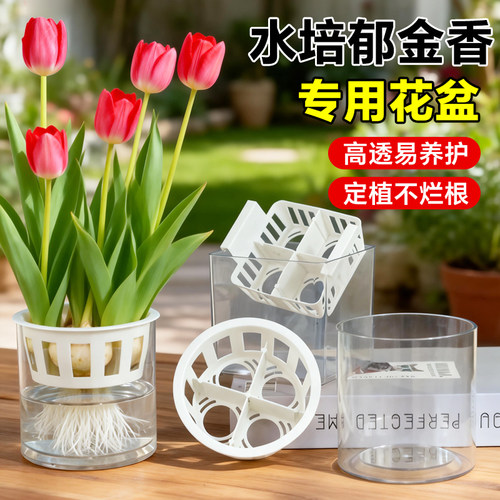郁金香水培专用定植篮水养种球玻璃器皿方便换水透明亚克力花瓶