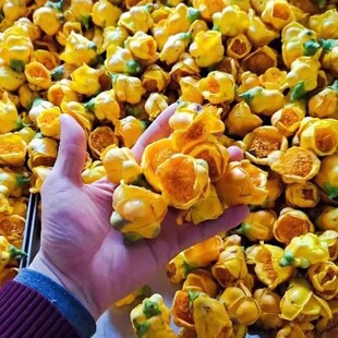 正品广西金花茶500g天然冻干金花茶十万大山非野生特级原生防普花
