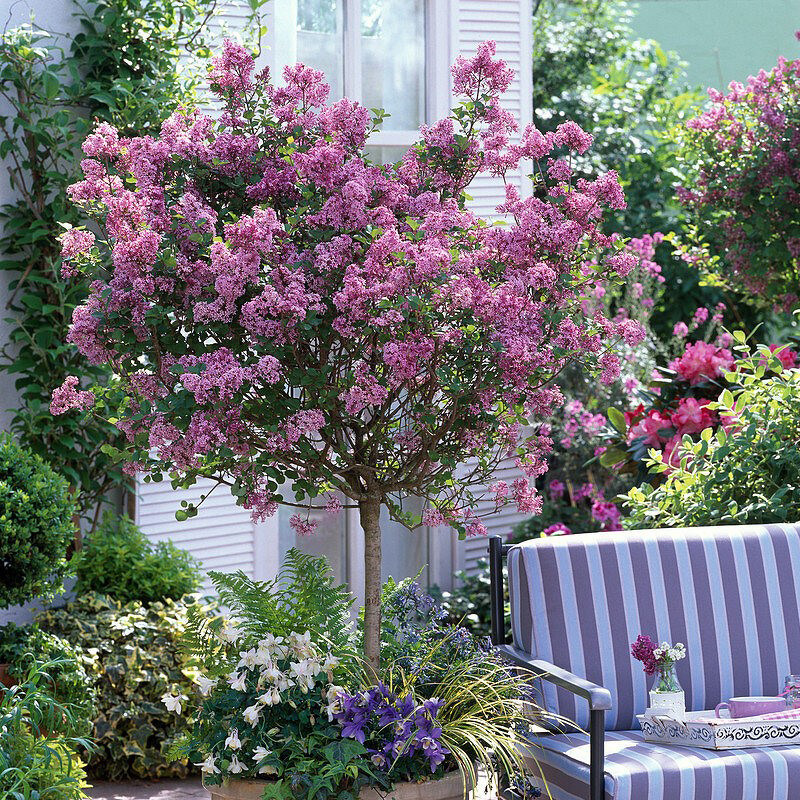 博众丁香帕利宾花灌木耐寒耐晒耐阴球形棒棒糖盆栽