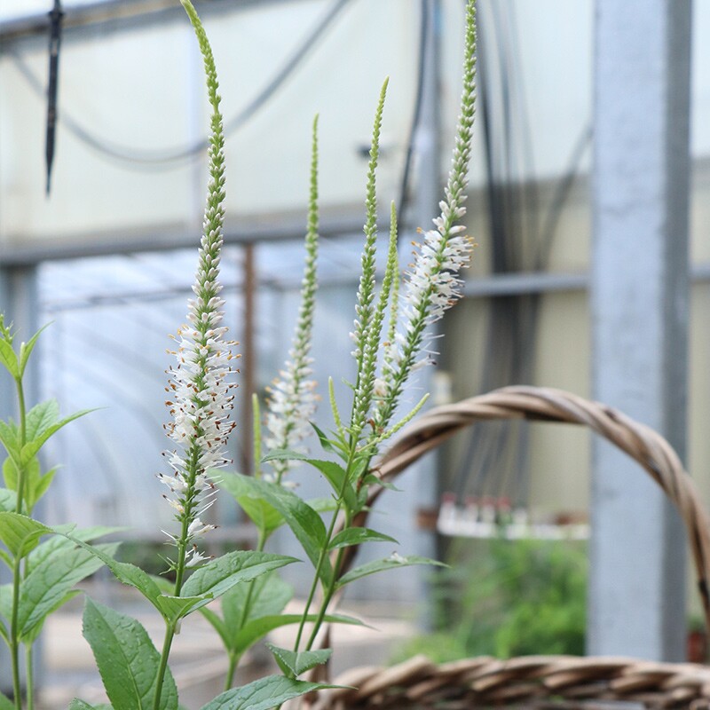 博众弗吉尼亚腹水草/草本威灵仙庭院花镜耐寒线条感十足宿根盆栽