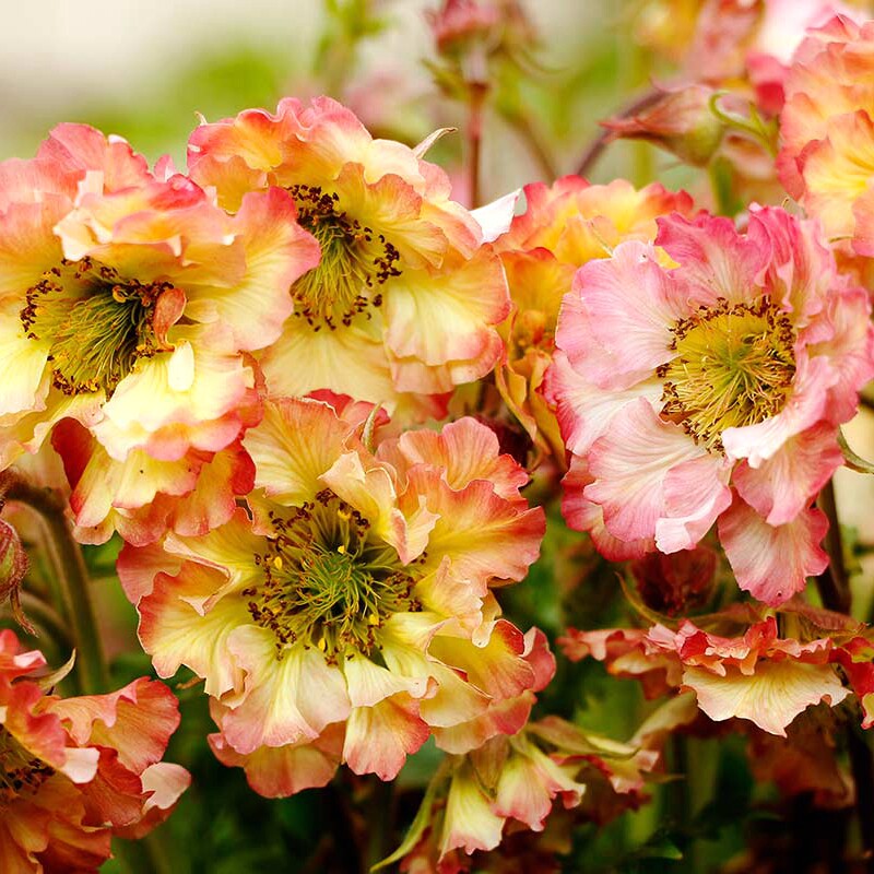 博众水杨梅进口喜阳耐水宿根庭院阳台盆栽