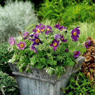 园也 白头翁多年生春季开花植物 耐寒喜阳 花园地栽盆栽种植