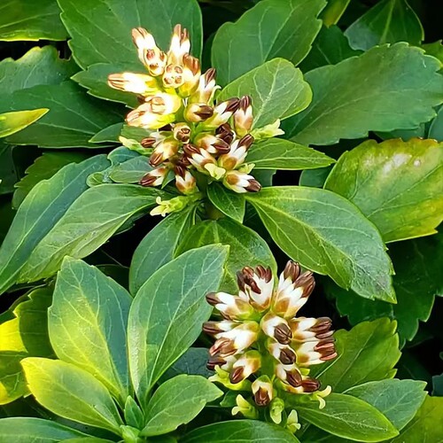 博众多年生春花顶花板凳果