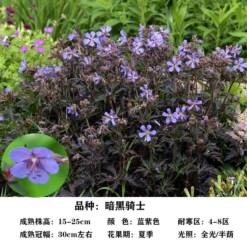 博众农业进口现货老鹳草花苗盆栽庭院耐寒花园宿根植物阳台花卉