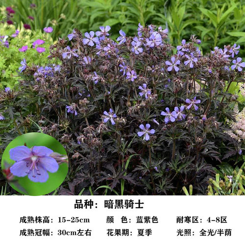 农业花苗耐寒宿根植物进口现货