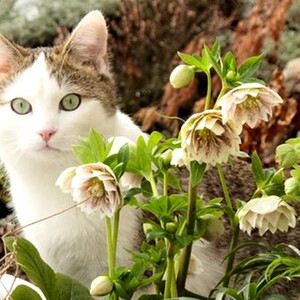 农业重瓣玫瑰进口多年生铁筷子