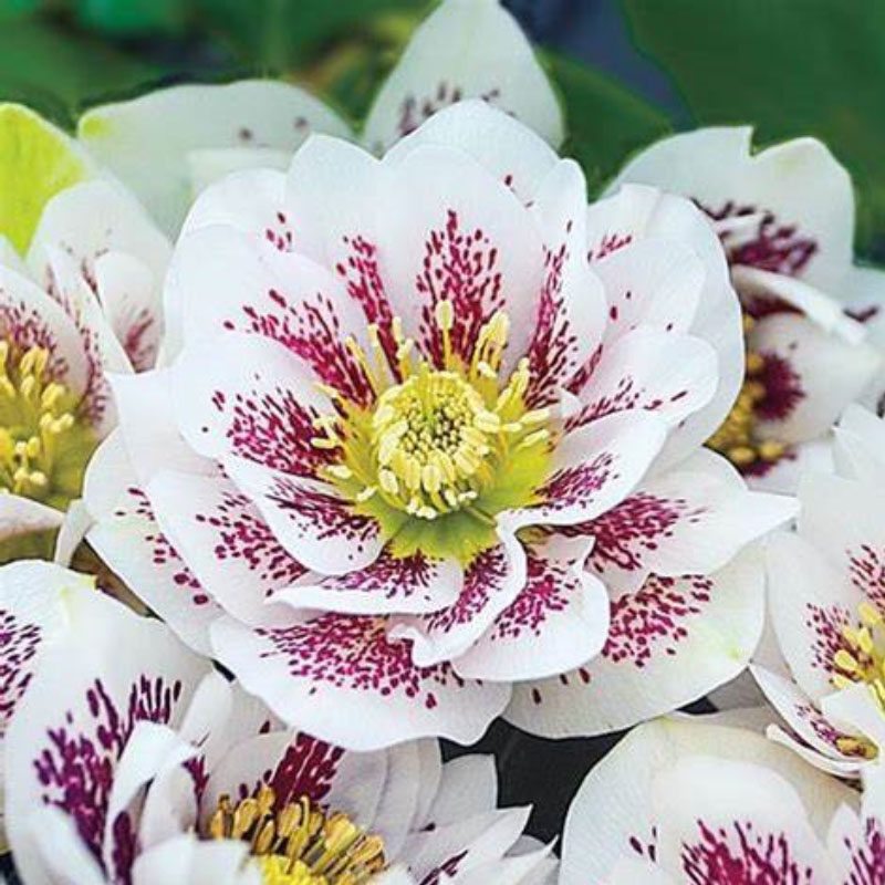 博众艾伦ellen重瓣铁筷子冬春开花耐寒庭院室内多年生花卉