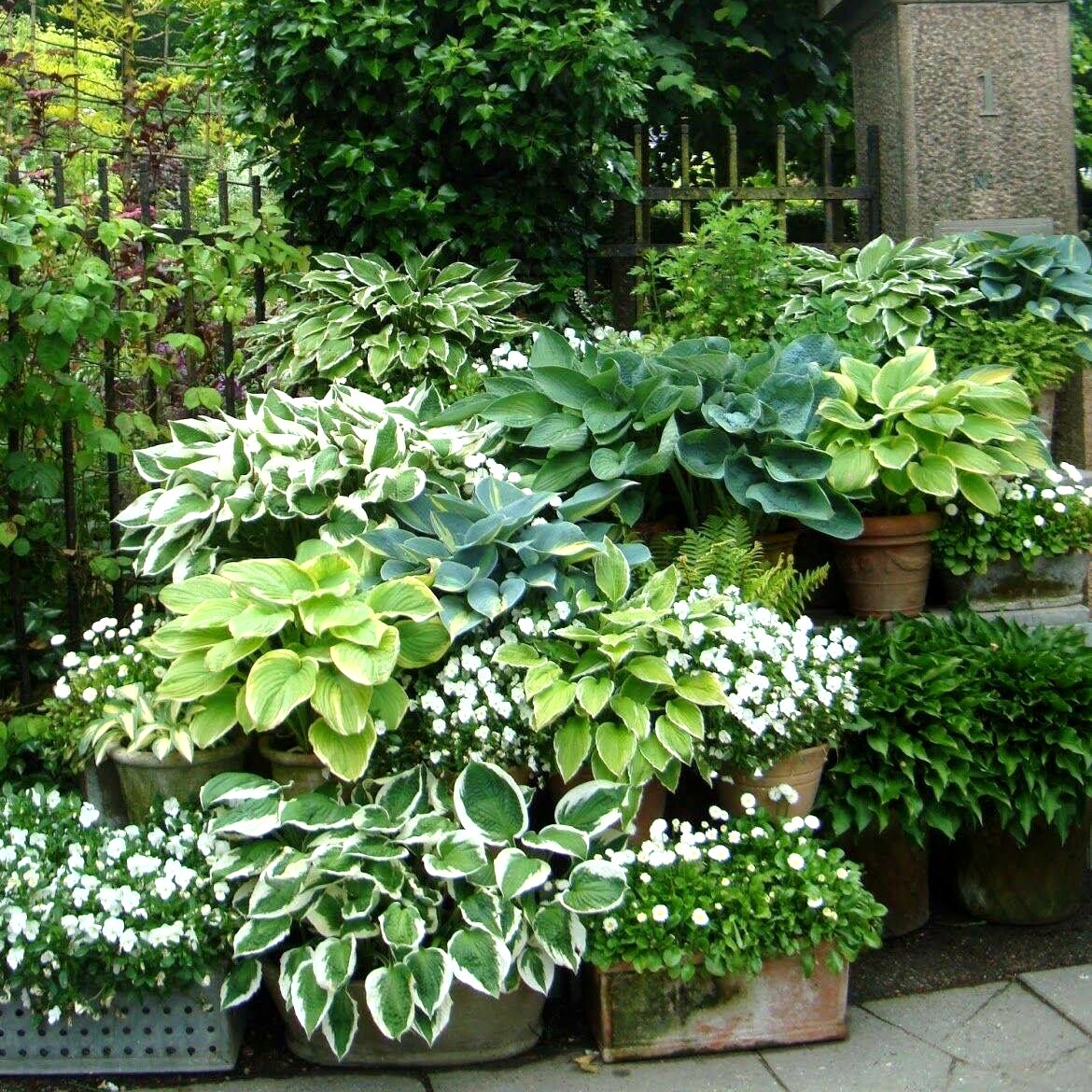博众农业庭院花镜玉簪宿根耐寒喜阴林下花园观叶盆栽植物