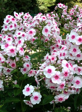 花瀑多年生夏花耐寒全阳圆锥花序