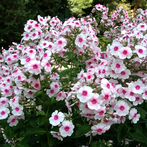 花瀑多年生夏花耐寒全阳圆锥花序
