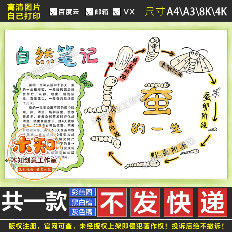 275自然笔记蚕的一生成长记录手抄报线稿自然观察日记电子版