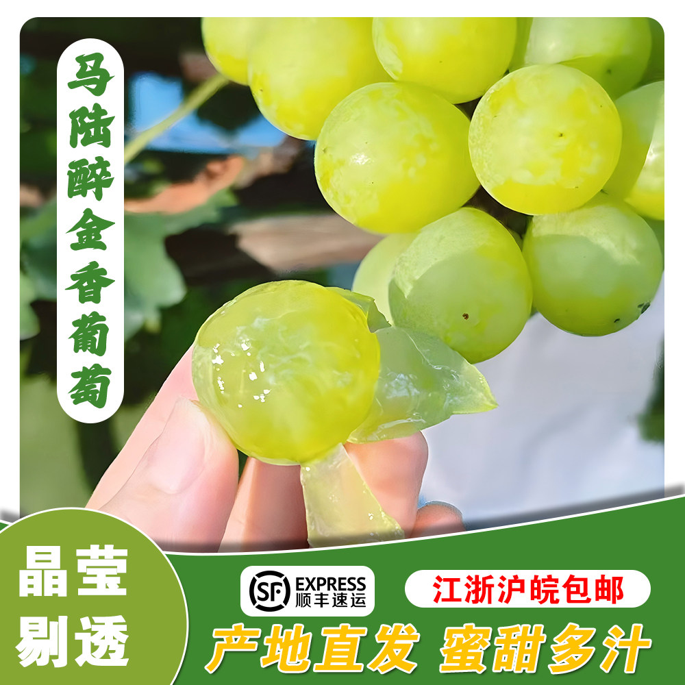 醉金香 上海马陆葡萄奶油醉金香葡萄/提子