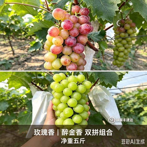 上海马陆葡萄现采现发