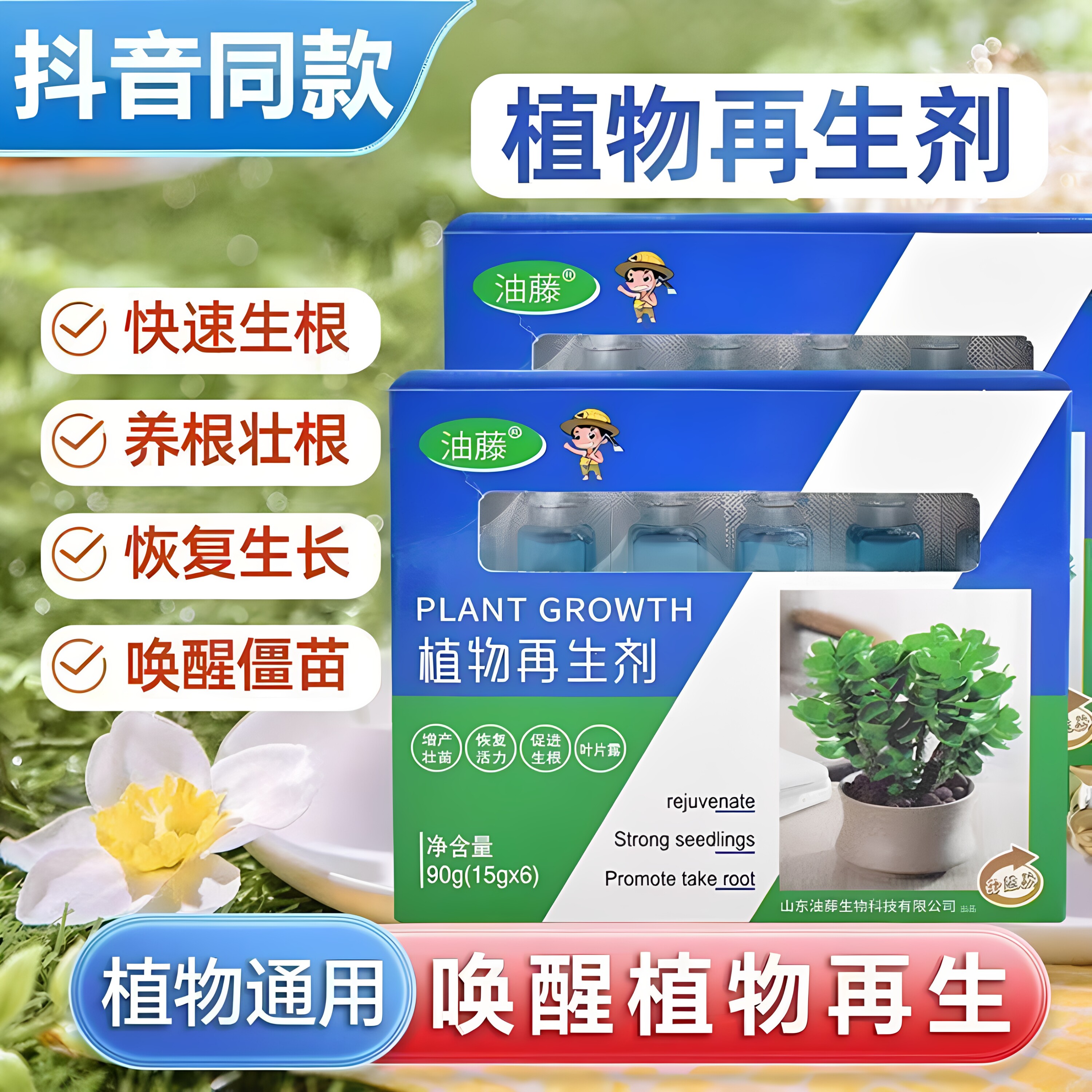 植物再生复活花卉绿植盆栽通用
