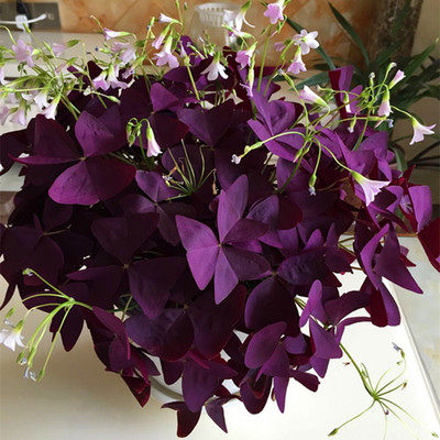 Alfalfa Lucky clover Purple Butterfly Clover Sorrel Bulbous indoor Potted plant flowers and plantsin the Flower delivery/Flowers simulation/Plants gardening , Flowers/Potted plants (New) , Flowers  category - from Buy2taobao.com to provide professional Taobao agent buy service
