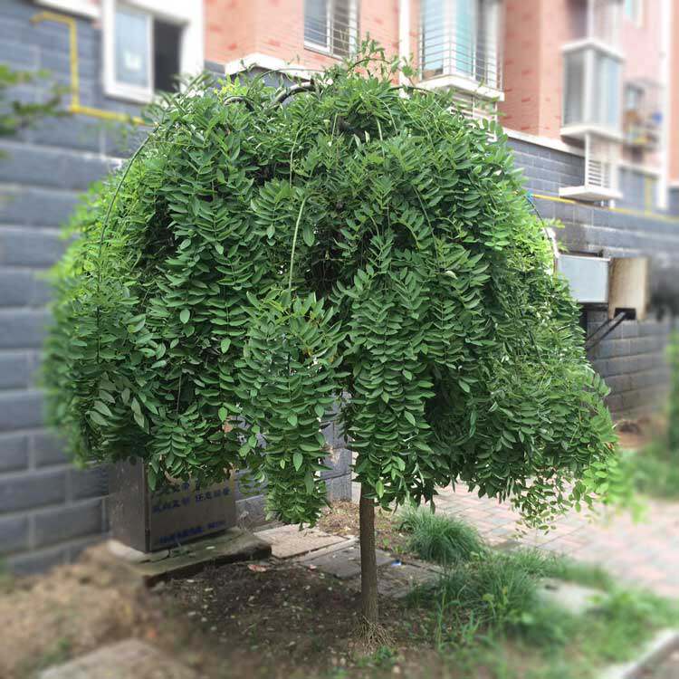 国槐树苗垂槐树雨伞树庭院绿化植物龙爪槐小苗盘槐垂枝槐嫁接枝条_虎窝淘
