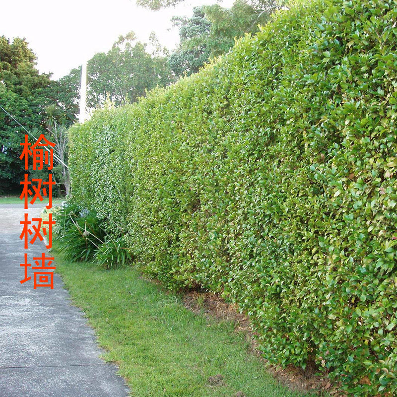 榆木墙苗榆树苗榆木景观造型篱笆树苗庭院绿化植物景观造型树木