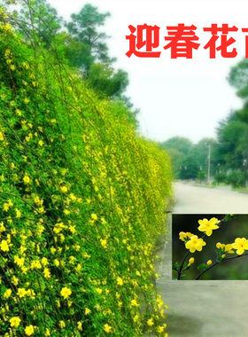 绿植护坡报春花老桩盆景爬山虎苗