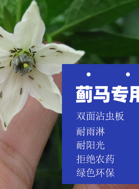 园艺蓝色粘虫板蓟马粘虫板加厚双面特粘蓟马虫贴阳台月季铁线莲